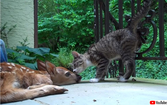 生まれたばかりの小鹿を保護したところ、初めて見る小鹿に興奮が抑えきれない子猫