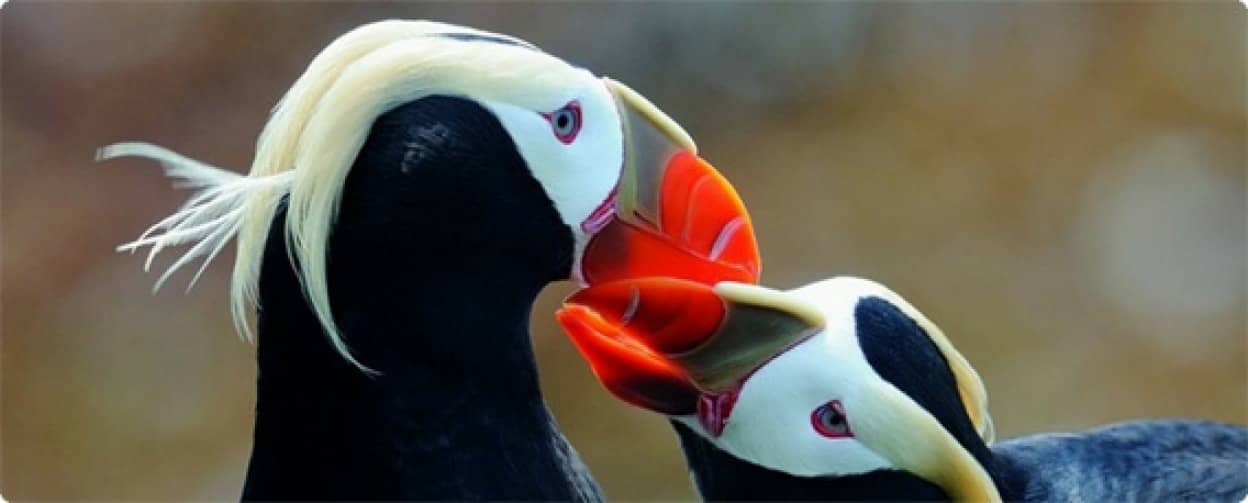 真っ赤なくちばしに困った顔 潜水性で海鳥 エトピリカ 画像 動画 カラパイア