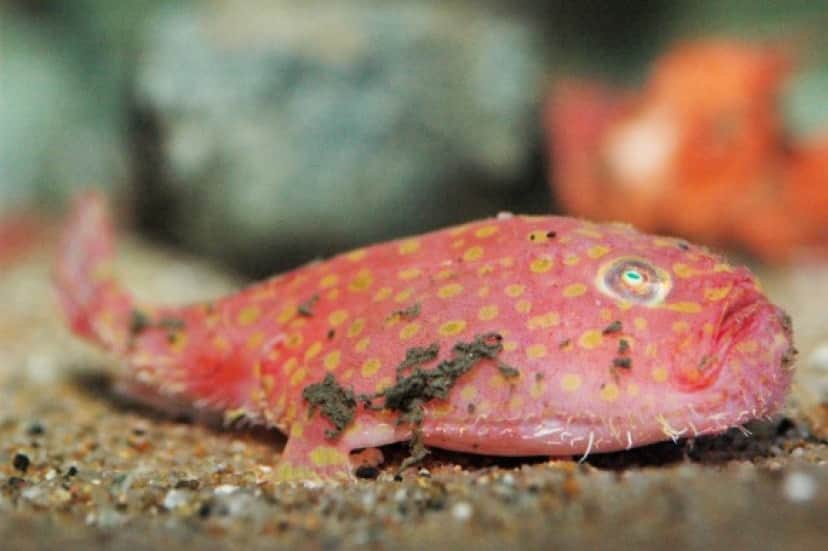 深海生物マニアはマストgo メンダコやミドリフサアンコウのケーキがサンシャイン水族館でもうすぐ食べられるんだから カラパイア