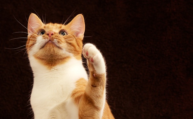 cat-1824668_640