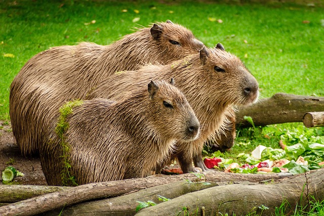 capybara-1599766_640