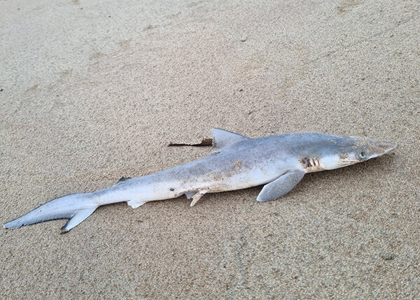 コカインシャーク。ブラジルの沖合に生息するサメからコカインを検出
