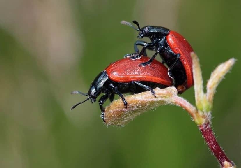 ladybugs-248481_640
