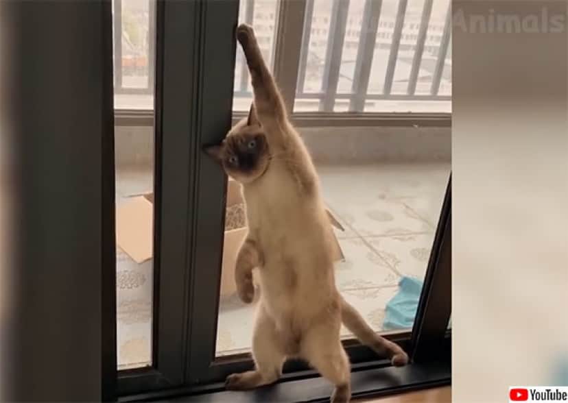 かわいいが大渋滞 犬と猫の日常がたっぷり楽しめる Youtubeの犬猫動画総集編 カラパイア