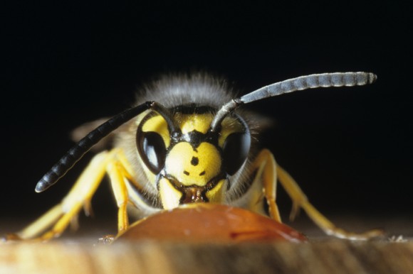 無脊椎動物で初。アシナガバチは論理的な思考ができることが確認される（米研究）