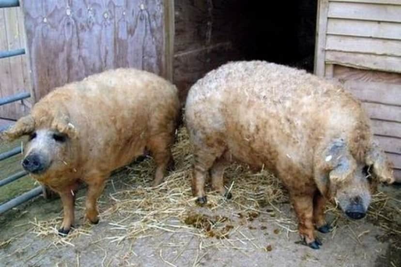 sheep_pigs_01