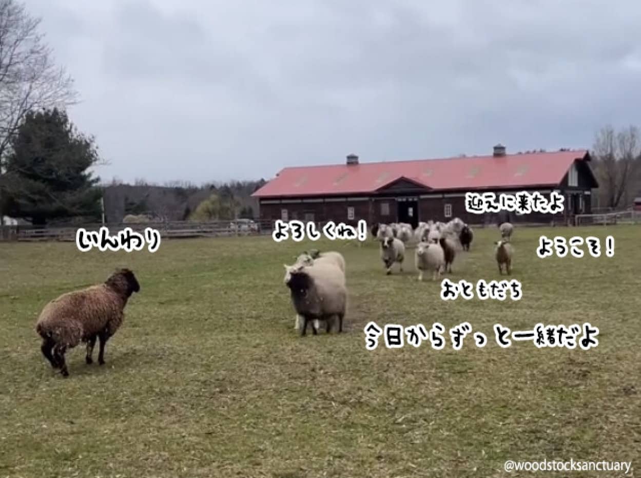 新たに保護された羊に駆け寄り大歓迎で出迎える羊たち