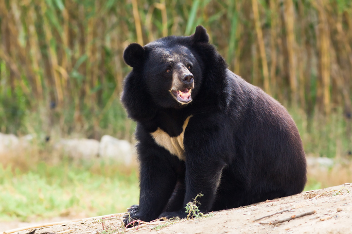 冬眠中のクマの血清に人間の筋肉細胞を増やす効果があることが判明 カラパイア