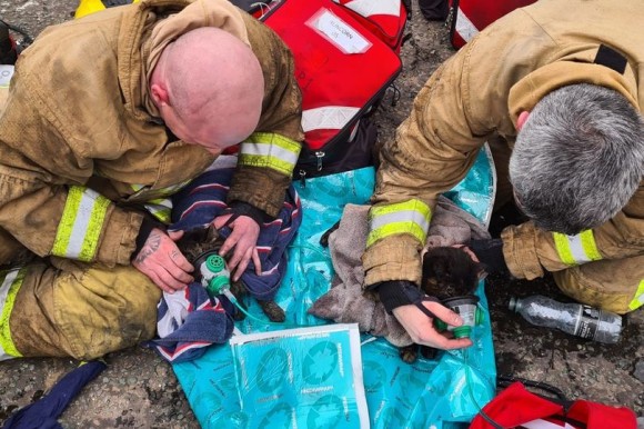 小さな尊い命が救われる瞬間。火事で心肺停止に陥った2匹の猫に小さな酸素マスクで救命措置（イギリス）