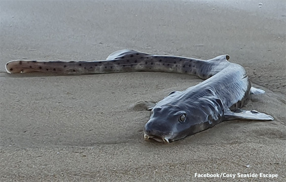 サメなの？ウナギなの？それともアザラシ？様々な特徴を持つ謎の海洋生物がオーストラリアの海岸に打ち上げられる