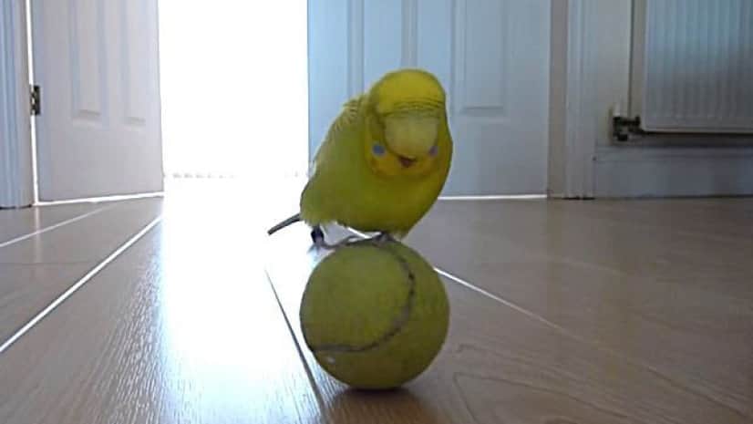 コロコロコロコロ ね ボク上手にできるでしょ 玉乗りを愛してやまないセキセイインコ カラパイア