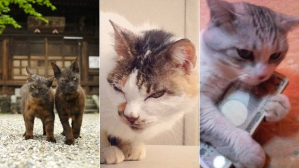 猫の裏社会 にゃん侠道を究めたっぽい風情のヤクザ猫たちの写真特集 カラパイア 猫の裏社会 にゃん侠道を究めたっぽい風情のヤクザ猫たちの写真特集 カラパイア