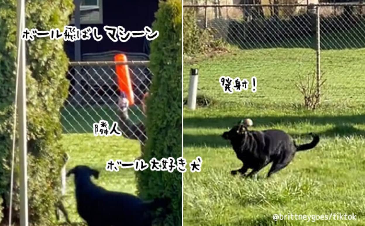 隣の家の犬と遊んであげるやさしい住人