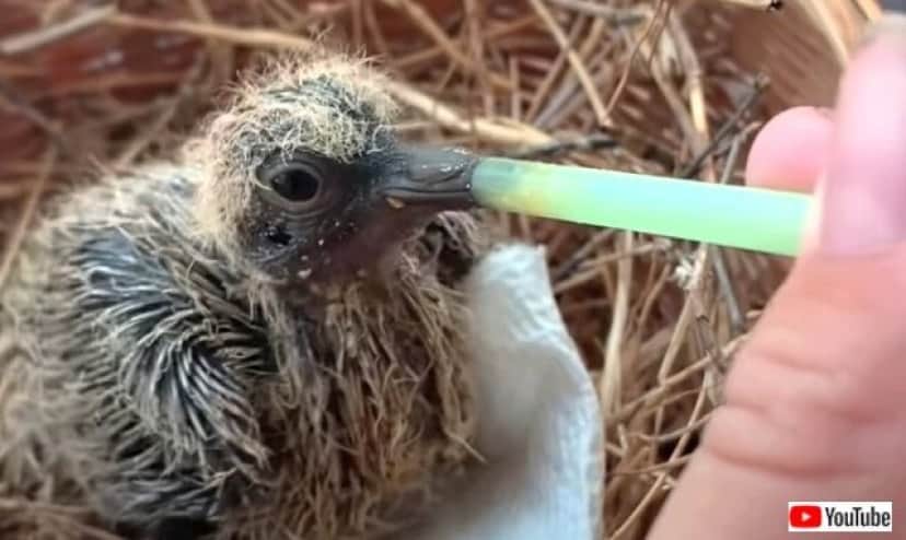 助けた鳩がいつのまにか家族の一員に 巣から落ちたところを助けた姉妹と仲良く暮らす鳩 カラパイア
