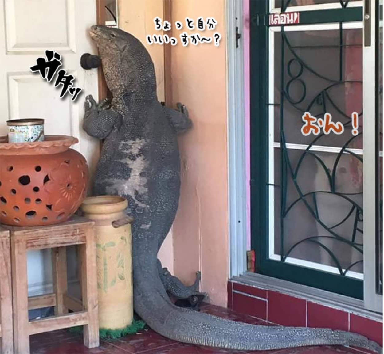 巨大なオオトカゲが玄関先で ちょっと自分いいっすか で住人と犬がギョッ タイ カラパイア