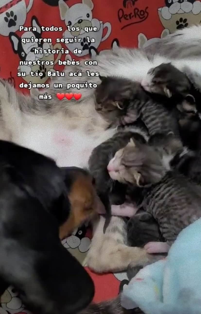 dog looks after cat1_e
