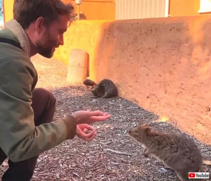 quokka2_640