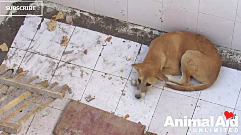 animalaid10