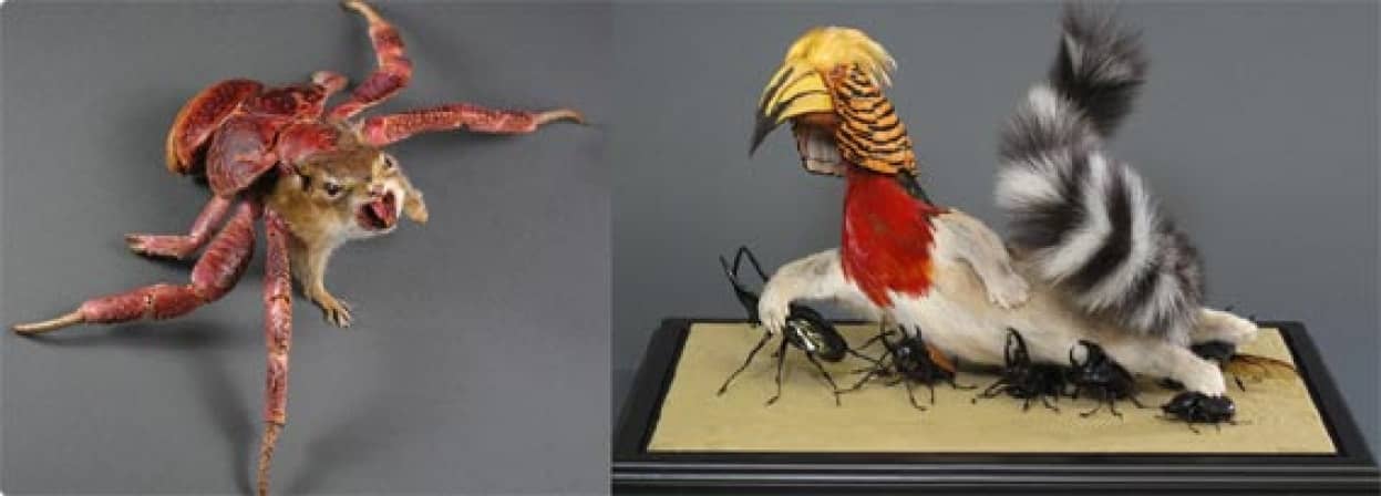 動物と甲殻類が合体したり 動物が昆虫とペット関係にあったりという不思議ファンタジーな剥製アート作品 カラパイア 動物と甲殻類が合体したり 動物が昆虫とペット関係にあったりという不思議ファンタジーな剥製アート作品 カラパイア