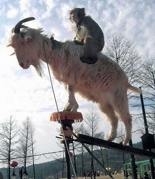 monkey_riding_a_goat_e