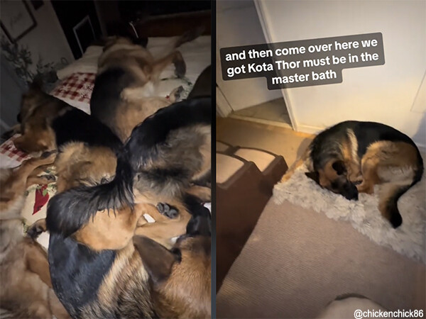 寒い日も安心？6匹のジャーマンシェパードの犬布団で寝る暮らし