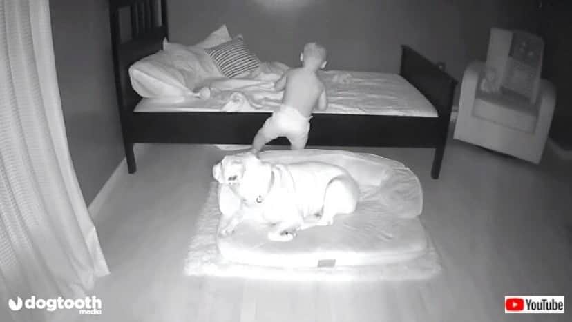 toddlerndog2_640