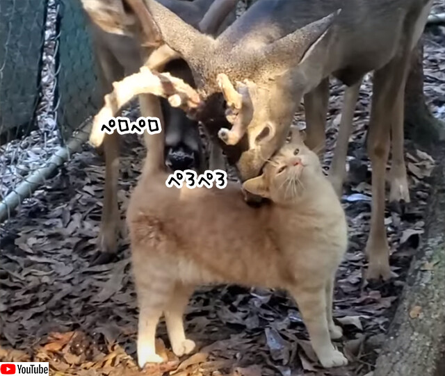 茶トラ猫が好きすぎる鹿たち。猫を追いかけ舐め舐めグルーミングするやさしい世界