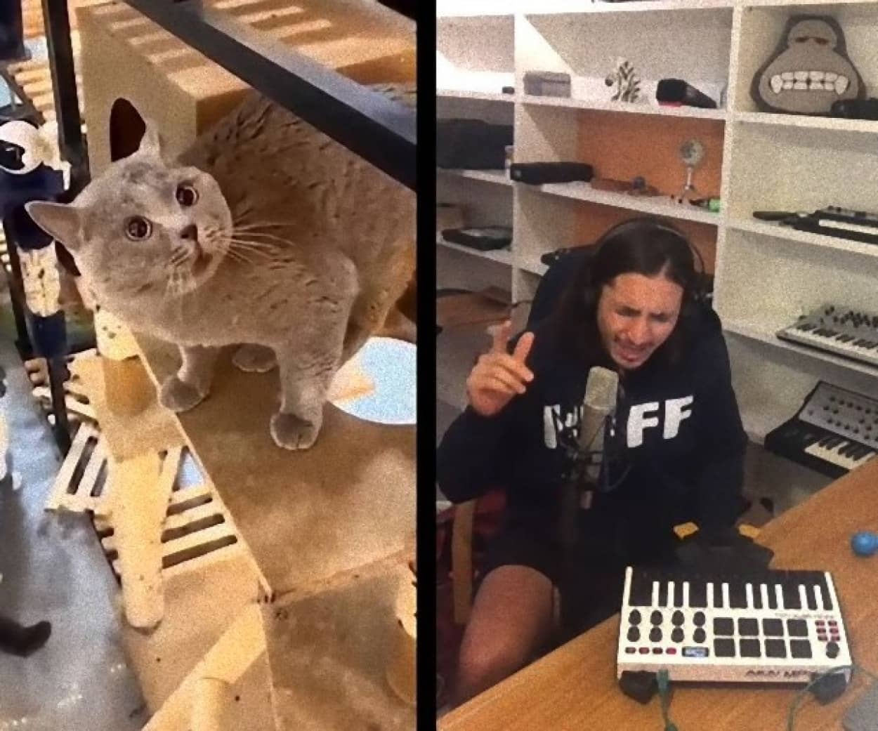 猫の鳴き声をループさせてリミックスした最高に癖になる曲