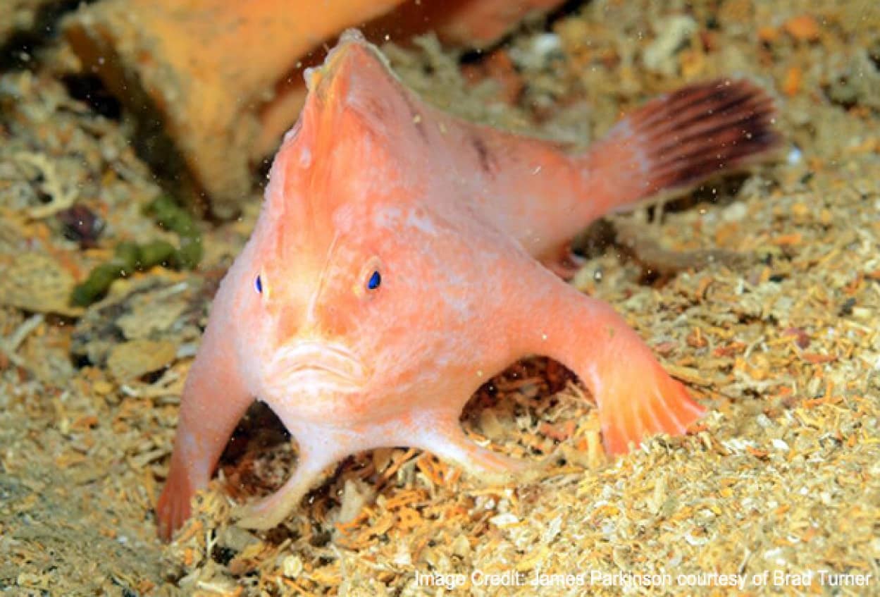 在一艘沉船内发现了一条非常罕见的粉红色手鱼。