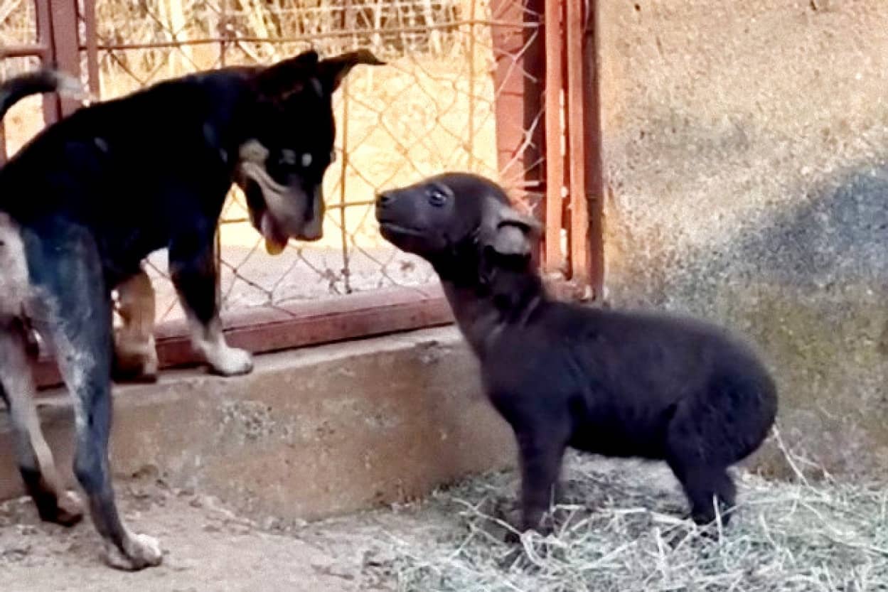 孤児のハイエナが子犬と友達になり犬のような性格に