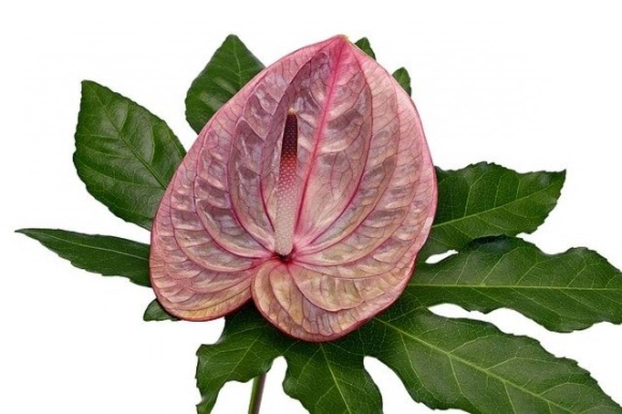 flamingo-flower-2482956_640_e