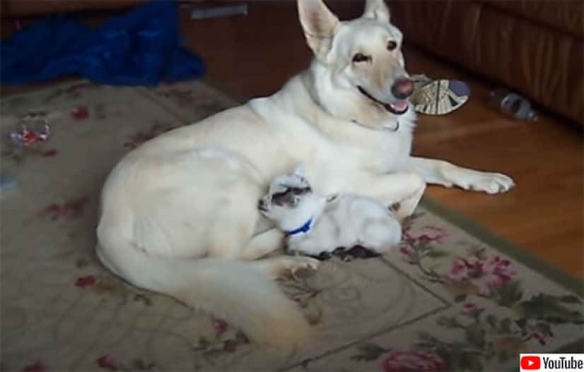 この子は全力で守る 犬を母親のように慕う子ヤギとそれを愛するジャーマンシェパード カラパイア この子は全力で守る 犬を母親のように慕う子ヤギとそれを愛するジャーマンシェパード カラパイア