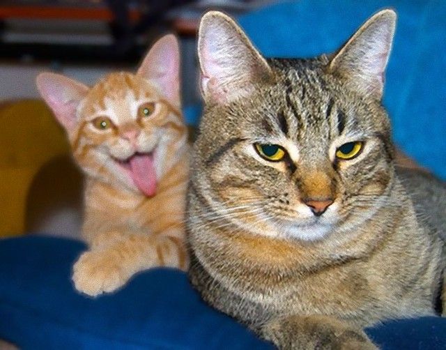 funny-cat-photobombs-104-58e38c75e0007__605_e