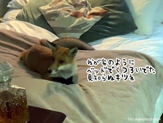 ちょっと部屋から出ている間に、見知らぬキツネがベッドで我が家のようにくつろいでいた件