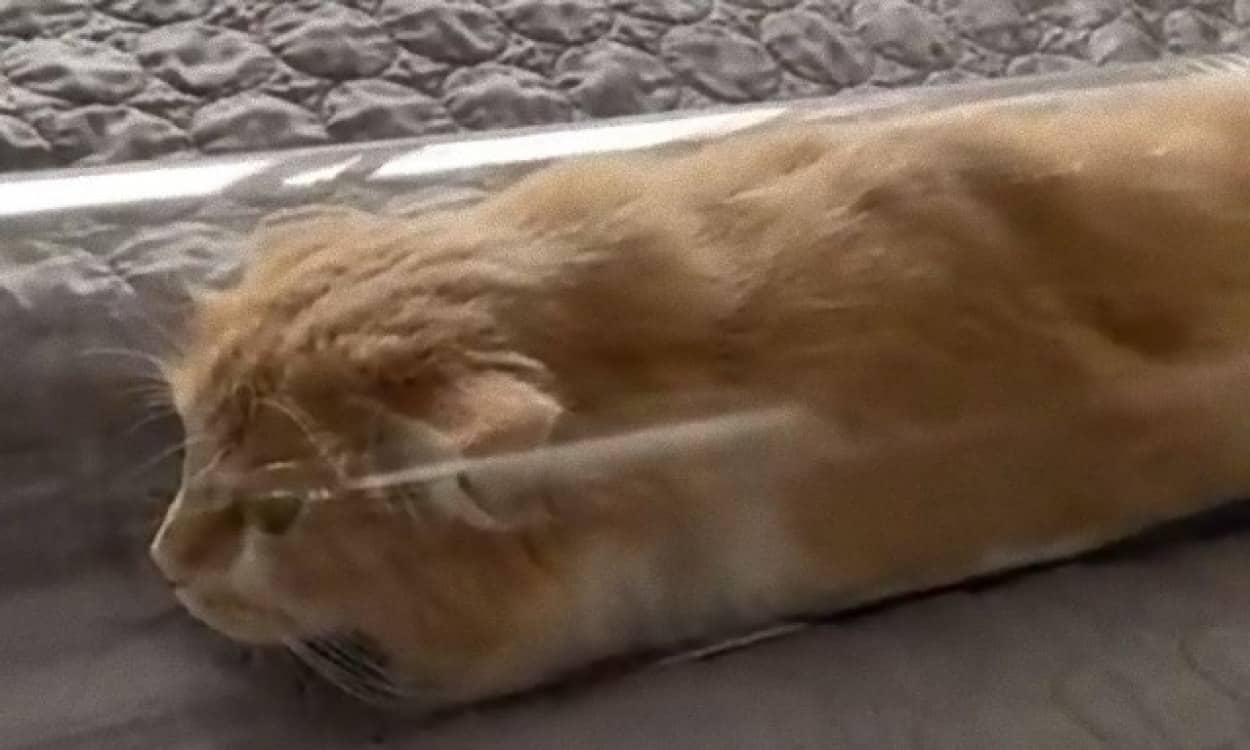 猫 流動液体の術を使いガラスの筒に潜入 謎の細長い物体に変化 カラパイア