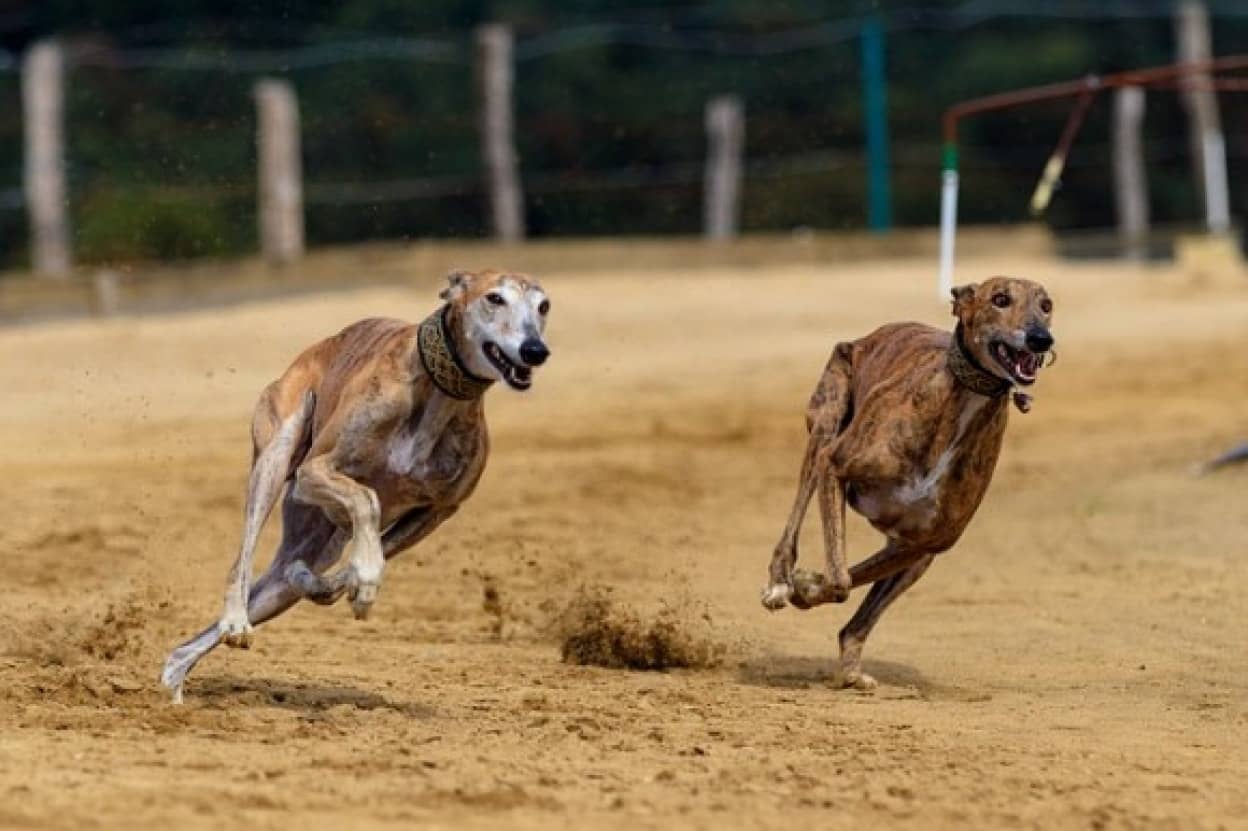 フロリダ州でドッグレース全面禁止に 職を失った数千匹のグレイハウンドの里親探しがはじまる アメリカ カラパイア