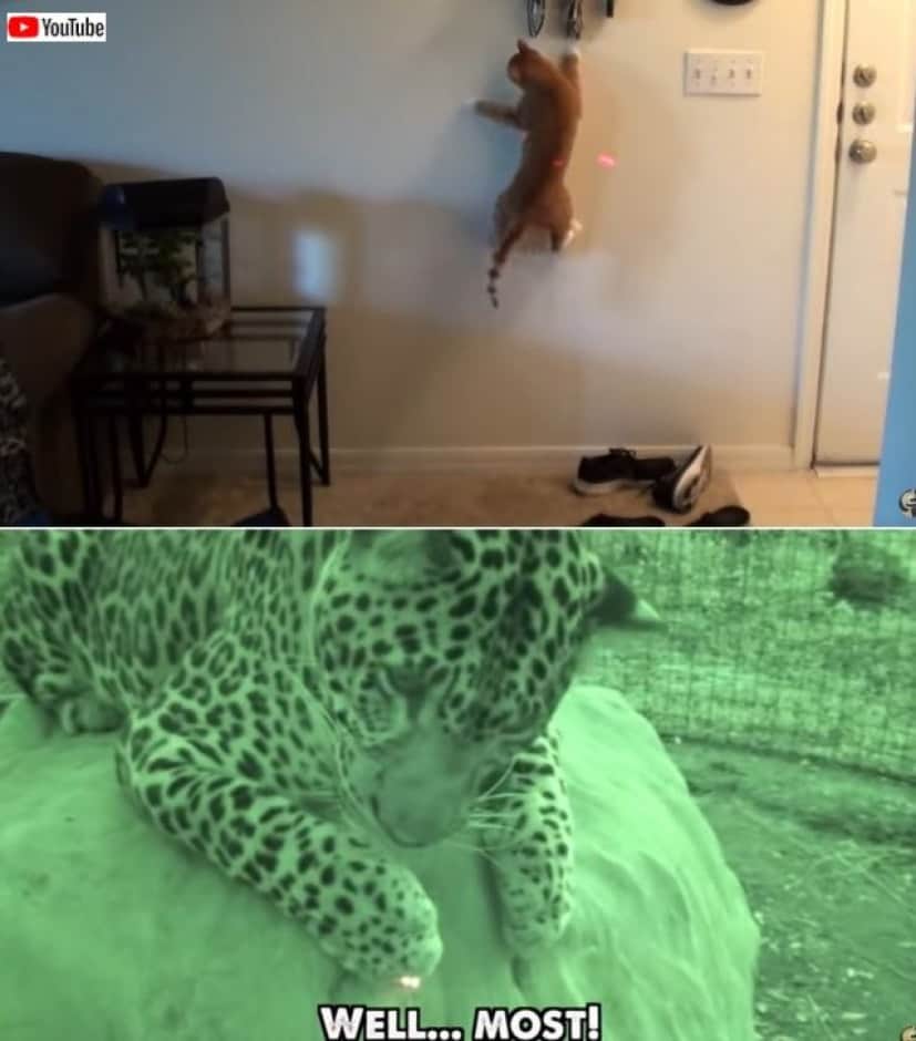 CMnbigcats4_batch