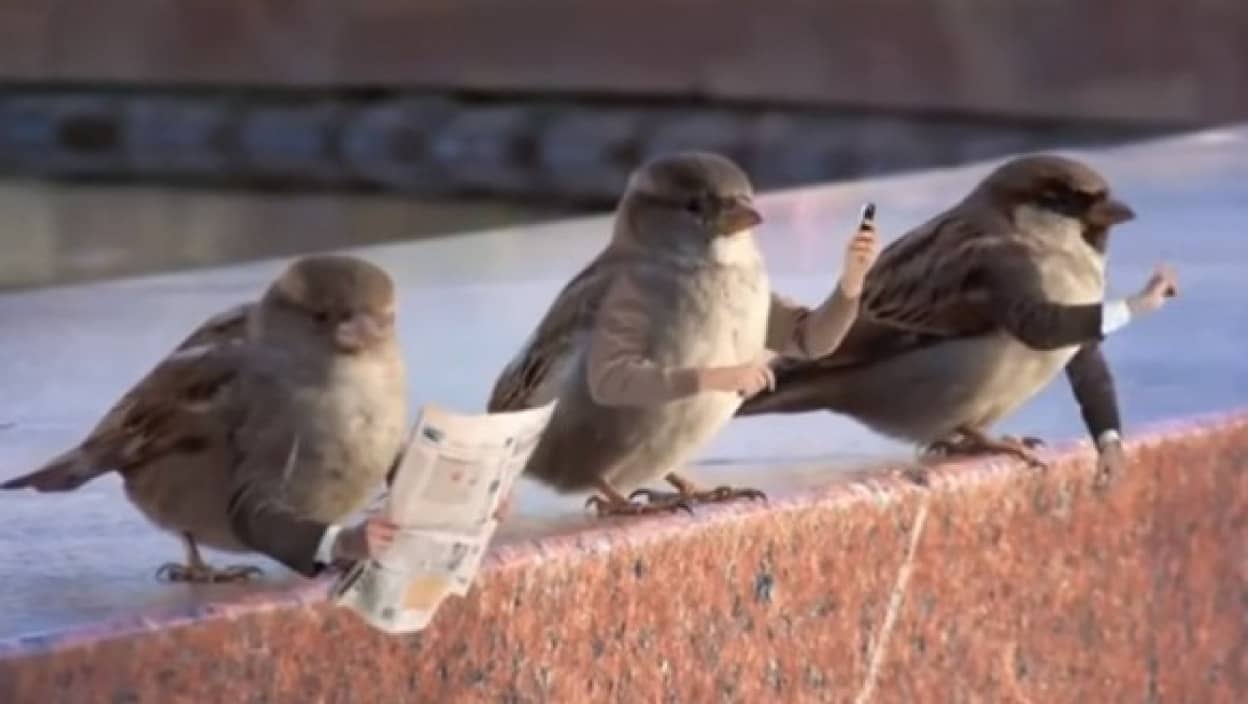 鳥たちの面白動画に腕をつけてみた 割とマジで あり だった カラパイア 鳥たちの面白動画に腕をつけてみた 割とマジで あり だった カラパイア