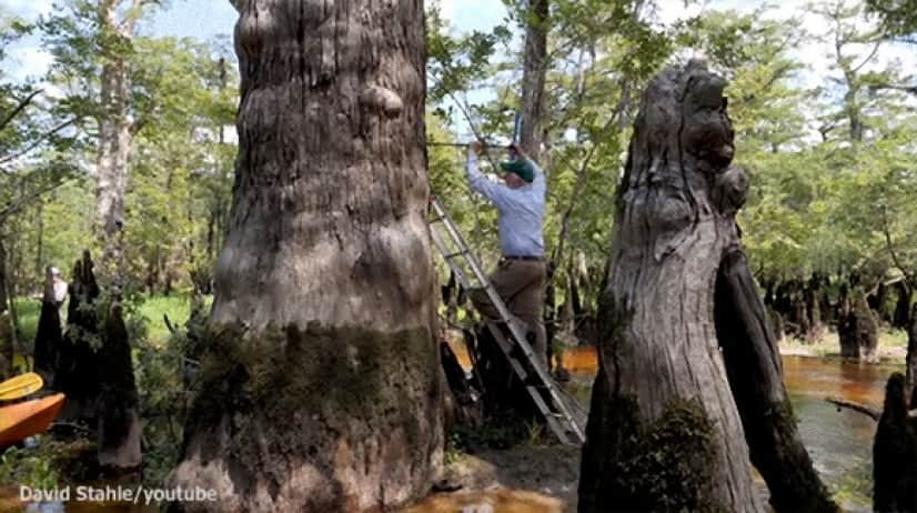 弥生時代から令和まで。アメリカの湿地帯で樹齢2624歳の木が発見される 