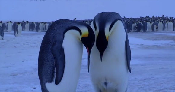 お願い生き返って 我が子を失ったペンギンのお母さんの悲しみが伝わる映像 カラパイア