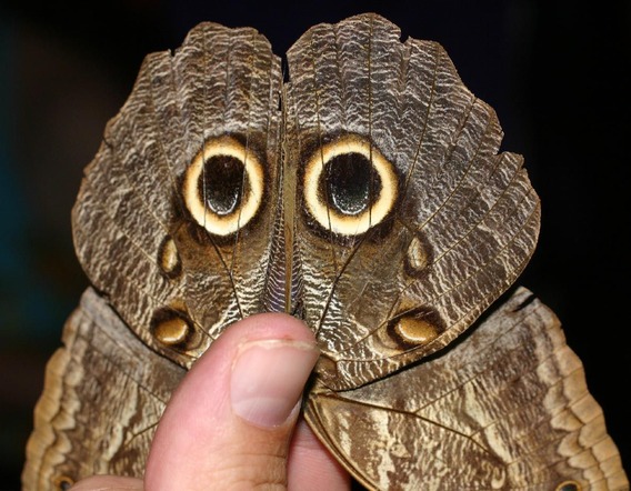 知恵と創造に満ち溢れている 昆虫たちの卵クローズアップ画像 カラパイア