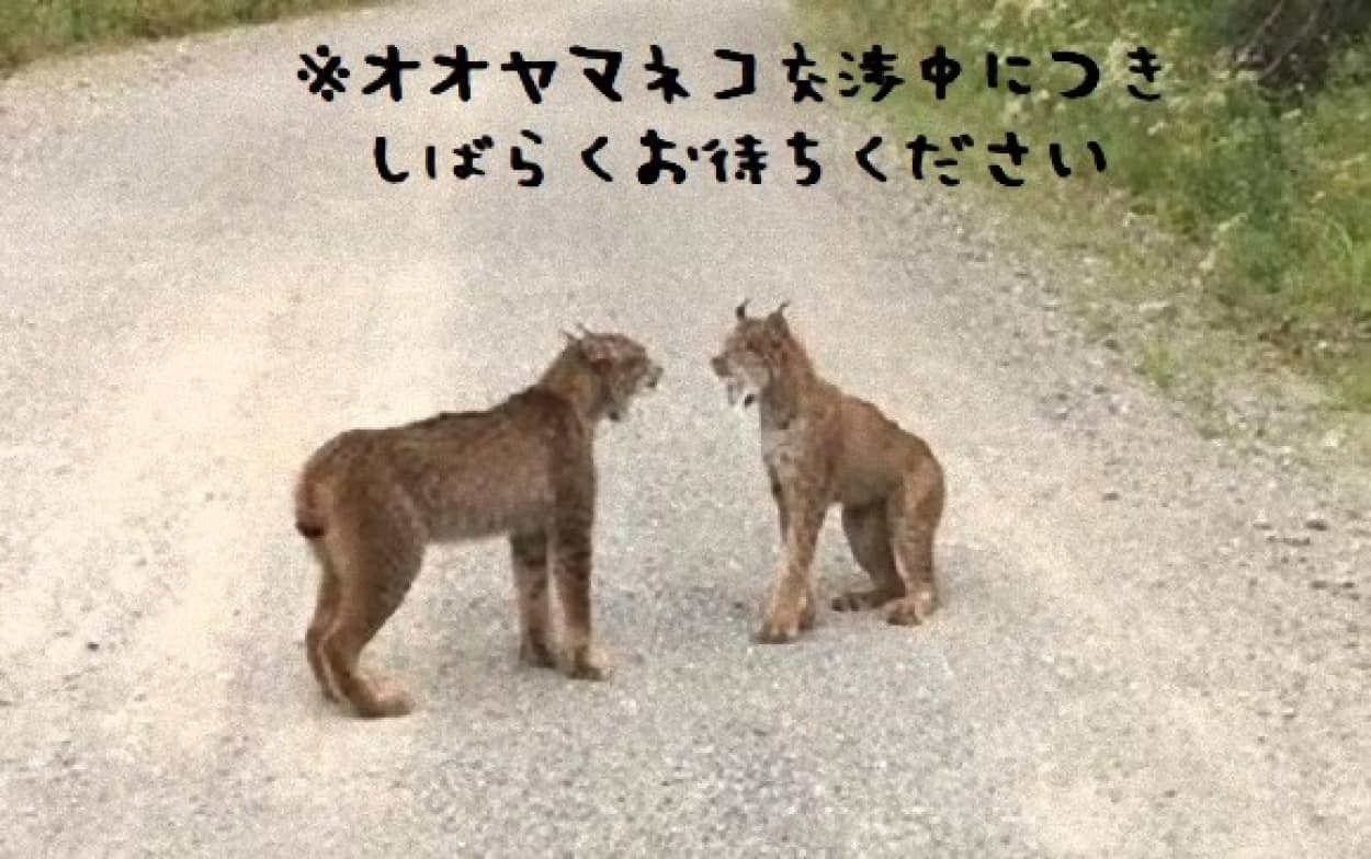 neco6_e