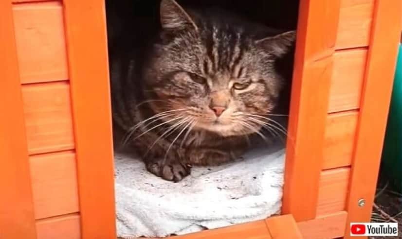 straycat5_640