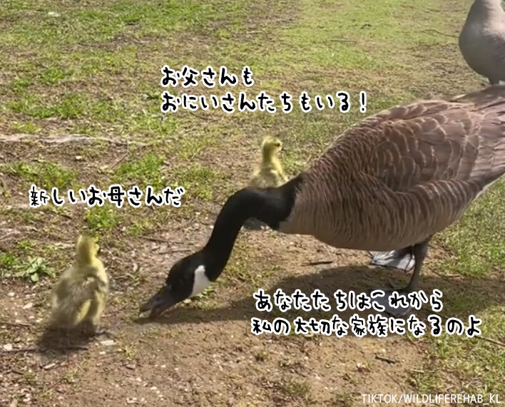 孤児のガチョウのヒナを家族に迎え入れてくれたガチョウのカップル