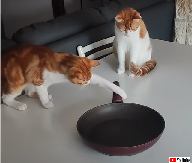 猫の物理学実験。回転するフライパンの謎を探れ！