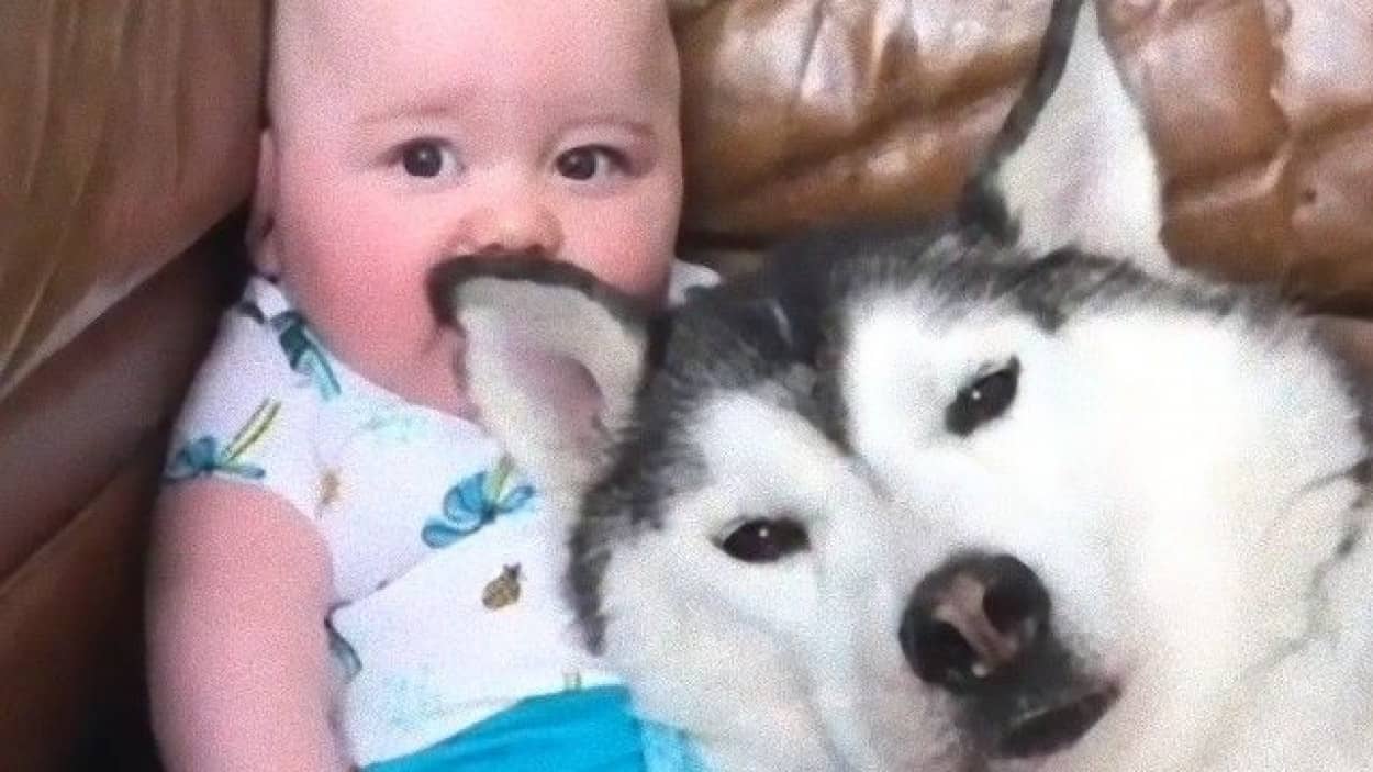 ハスキーと赤ちゃんの仲良し動画に世界がほっこり カラパイア ハスキーと赤ちゃんの仲良し動画に世界がほっこり カラパイア