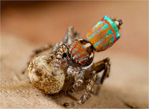 Peacock spider 17