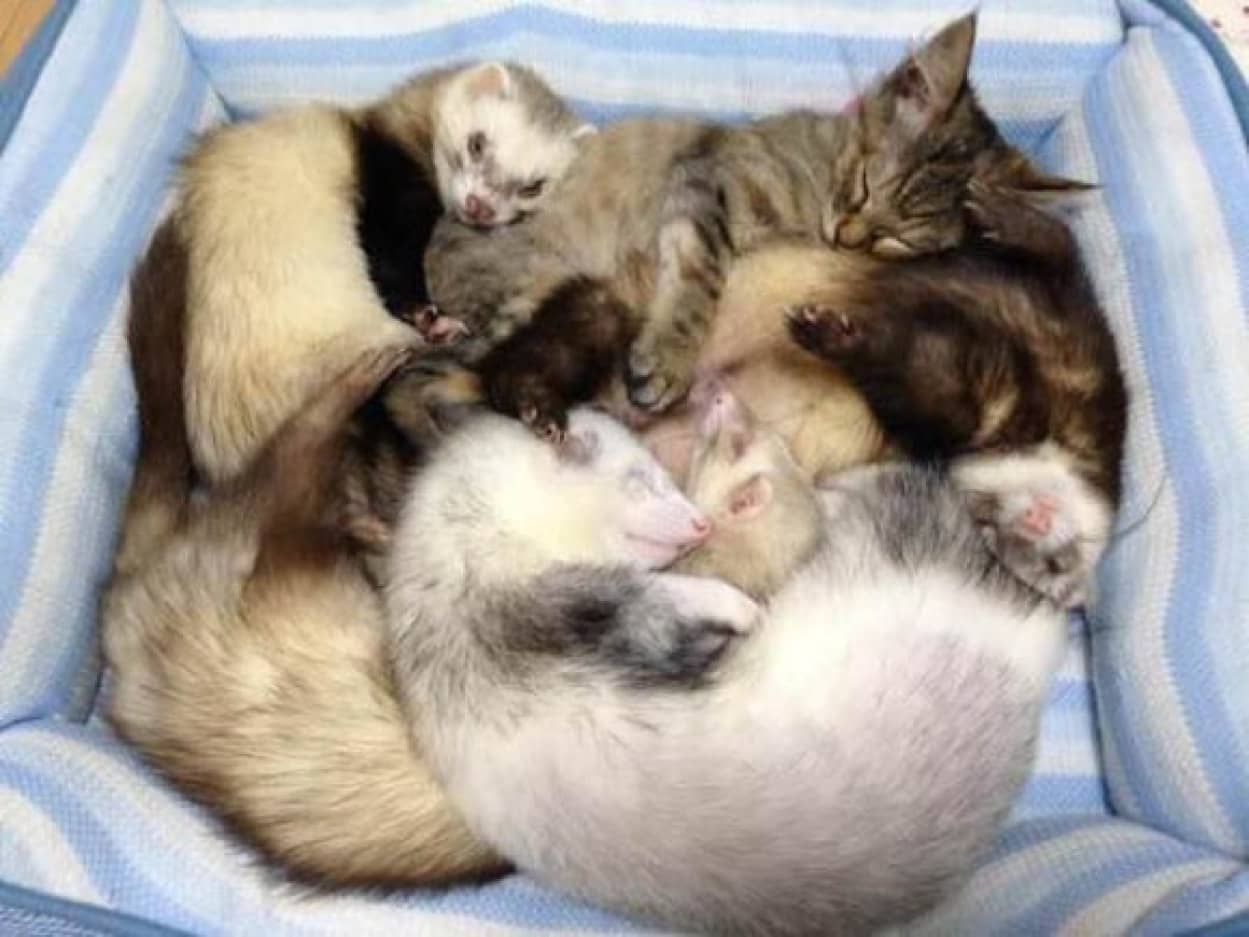 母親に育児放棄された子猫が保護された先は6匹のフェレットが暮らす家だった 加速するフェレット化で毎日仲良く暮らしているよ カラパイア 母親に育児放棄された子猫が保護された先は6匹のフェレットが暮らす家だった 加速するフェレット化で毎日仲良く暮らしているよ カラパイア
