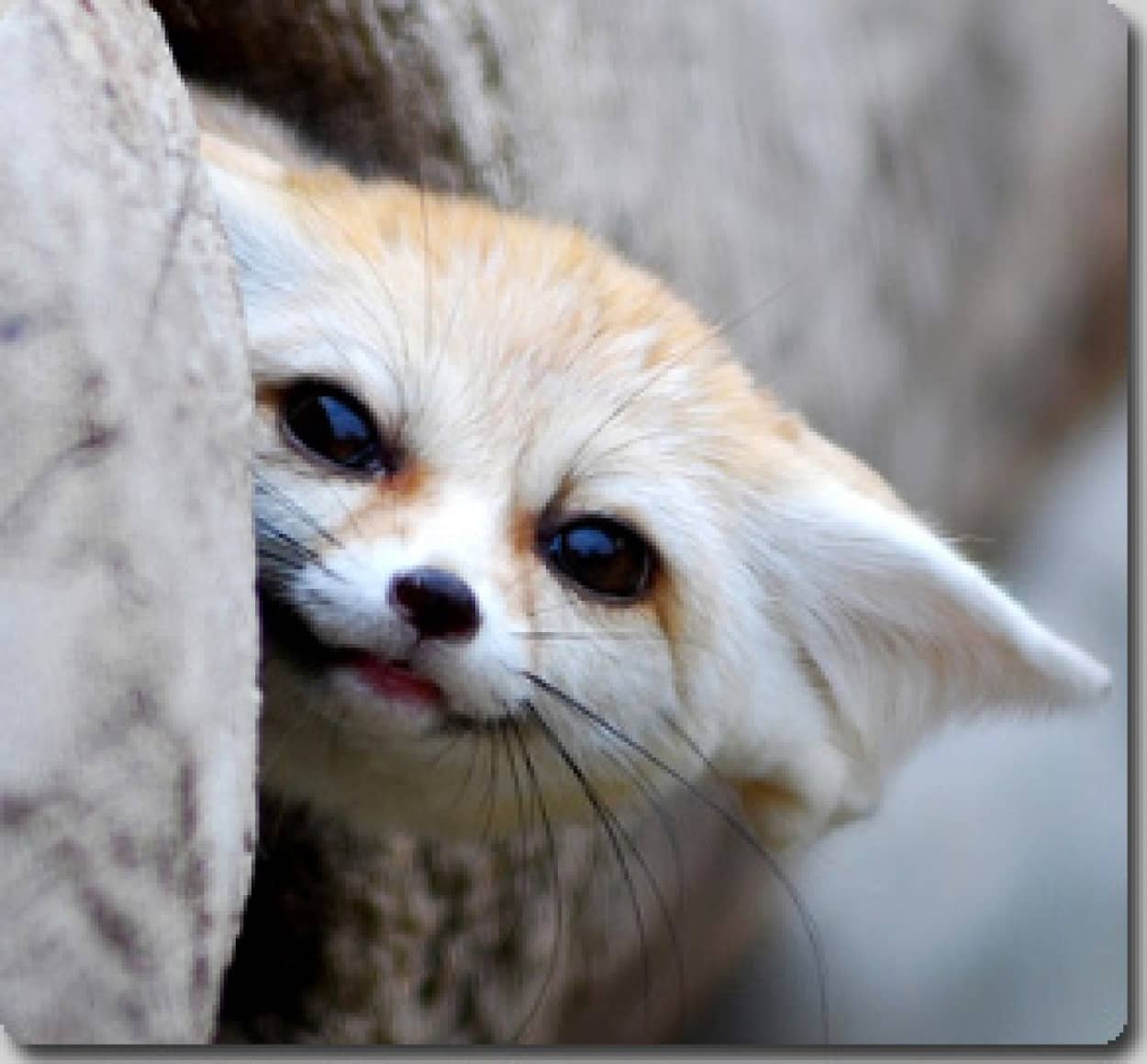 Youtubeで人気の高かった愛くるしすぎる動物たちベスト5 カラパイア