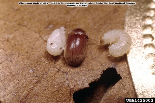 乾燥した食料を食う虫 タバコシバンムシ 煙草死番虫 カラパイア